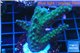 Acropora green purple 3-4 cm WYSIWYG acclimaté