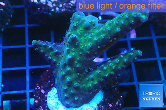 Acropora green purple 3-4 cm WYSIWYG acclimaté