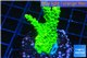 Acropora full neon green 3-5 cm WYSIWYG acclimaté