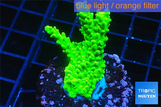 Acropora full neon green 3-5 cm WYSIWYG acclimaté