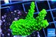 Acropora full neon green 3-5 cm WYSIWYG acclimaté
