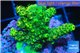 Acropora gold Indonesia 2-4 cm WYSIWYG acclimaté