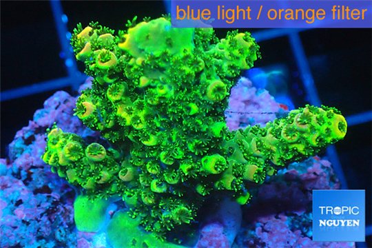 Acropora gold Indonesia 2-4 cm WYSIWYG acclimaté