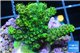Acropora gold Indonesia 2-4 cm WYSIWYG acclimaté