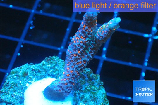 Montipore digitata red blue 3-4 cm WYSIWYG acclimaté