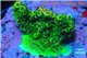 Acropora gold Indonesia 2-4 cm WYSIWYG acclimaté