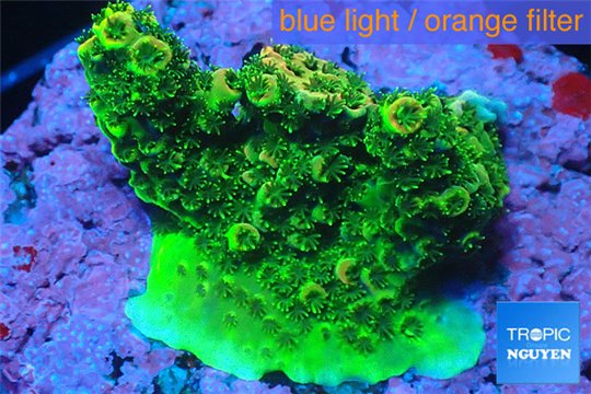 Acropora gold Indonesia 2-4 cm WYSIWYG acclimaté