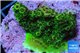 Acropora gold Indonesia 2-4 cm WYSIWYG acclimaté