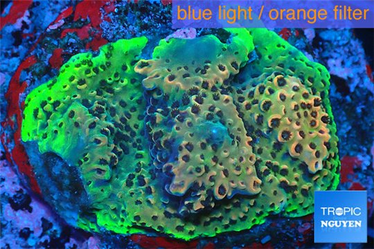 Acropora gold base rock 4-6 cm WYSIWYG acclimaté