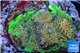 Acropora gold base rock 4-6 cm WYSIWYG acclimaté