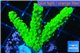 Acropora full neon green 3-5 cm WYSIWYG acclimaté