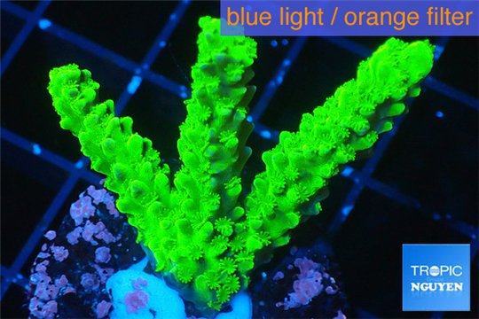 Acropora full neon green 3-5 cm WYSIWYG acclimaté