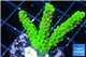 Acropora full neon green 3-5 cm WYSIWYG acclimaté
