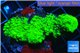 Acropora full neon green 3-5 cm WYSIWYG acclimaté