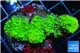 Acropora full neon green 3-5 cm WYSIWYG acclimaté