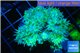 Duncanopsammia green 7-10 polyps WYSIWYG acclimaté