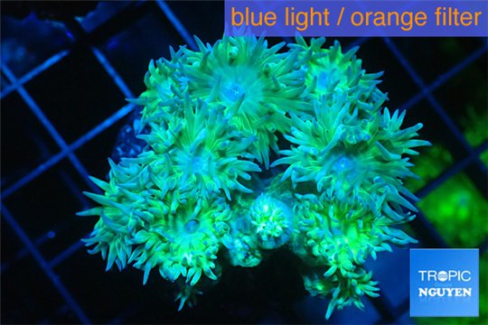 Duncanopsammia green 7-10 polyps WYSIWYG acclimaté