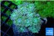 Duncanopsammia green 7-10 polyps WYSIWYG acclimaté