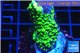 Acropora neon green 2-4 cm WYSIWYG acclimaté