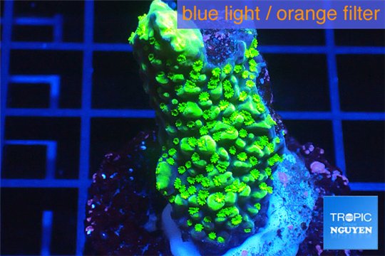 Acropora neon green 2-4 cm WYSIWYG acclimaté