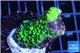 Acropora neon green 2-4 cm WYSIWYG acclimaté
