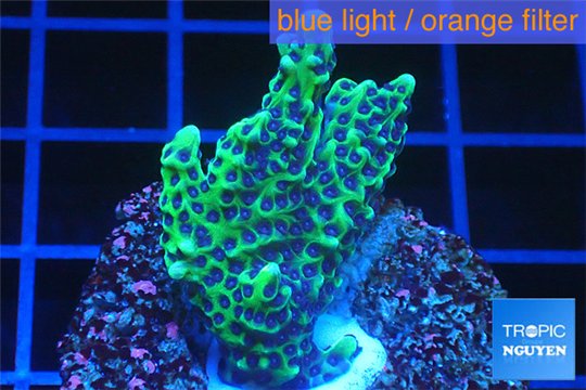 Montipora green & purple polyps 3-4 cm WYSIWYG acclimaté