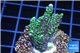 Montipora green & purple polyps 3-4 cm WYSIWYG acclimaté