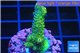 Acropora gold Indonesia 2-4 cm WYSIWYG acclimaté