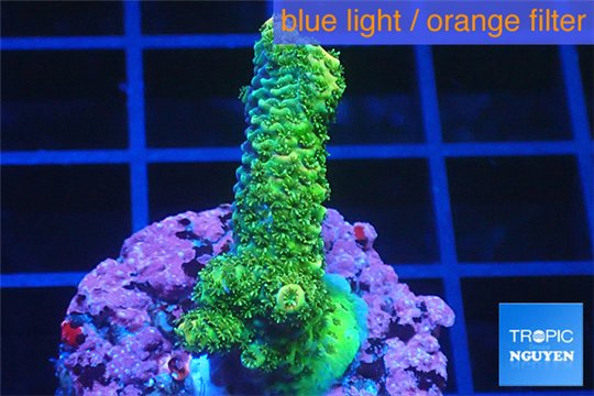 Acropora gold Indonesia 2-4 cm WYSIWYG acclimaté