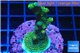 Acropora gold Indonesia 3-4 cm WYSIWYG acclimaté