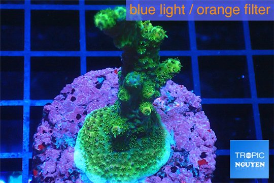 Acropora gold Indonesia 3-4 cm WYSIWYG acclimaté