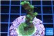 Acropora gold Indonesia 3-4 cm WYSIWYG acclimaté