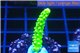 Acropora full neon green 2-3 cm WYSIWYG acclimaté