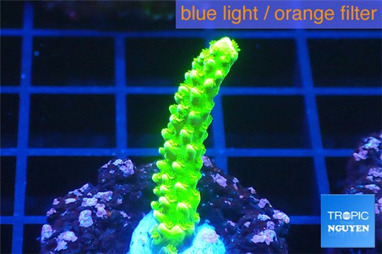 Acropora full neon green 2-3 cm WYSIWYG acclimaté