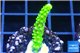 Acropora full neon green 2-3 cm WYSIWYG acclimaté