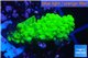 Acropora full neon green 2-4 cm WYSIWYG acclimaté
