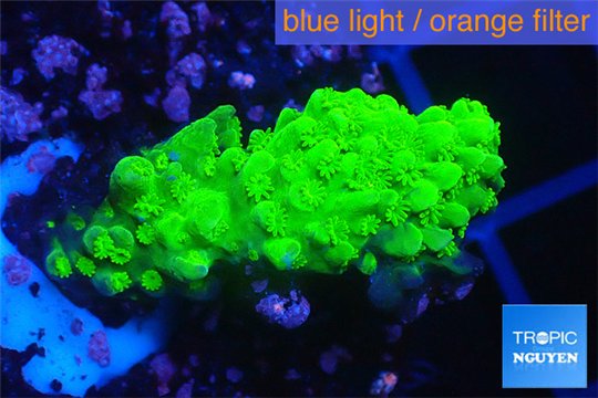 Acropora full neon green 2-4 cm WYSIWYG acclimaté
