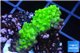Acropora full neon green 2-4 cm WYSIWYG acclimaté