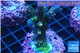 Acropora pink & green Indonesia 3-5 cm WYSIWYG acclimaté