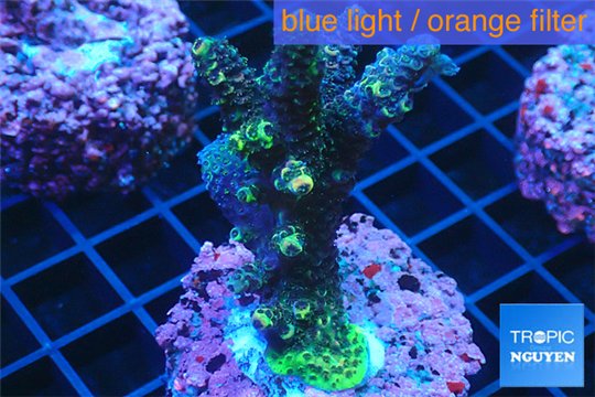 Acropora pink & green Indonesia 3-5 cm WYSIWYG acclimaté