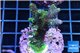 Acropora pink & green Indonesia 3-5 cm WYSIWYG acclimaté