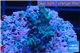 Acropora green purple Indonesia 2-3 cm WYSIWYG acclimaté