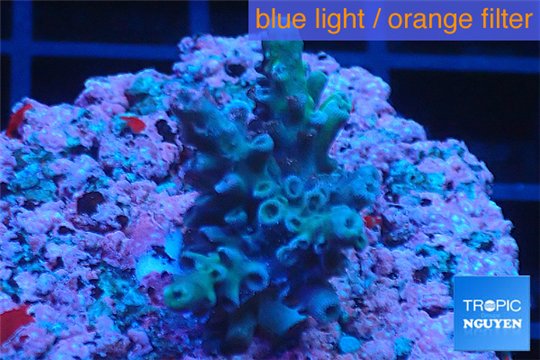 Acropora green purple Indonesia 2-3 cm WYSIWYG acclimaté