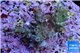 Acropora green purple Indonesia 2-3 cm WYSIWYG acclimaté