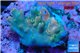 Acropora green purple Indonesia 1-2 cm WYSIWYG acclimaté