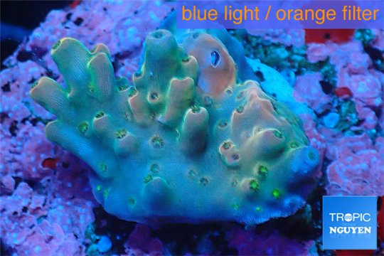 Acropora green purple Indonesia 1-2 cm WYSIWYG acclimaté