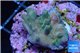 Acropora green purple Indonesia 1-2 cm WYSIWYG acclimaté