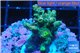 Acropora green Indonesia 2-4 cm WYSIWYG acclimaté