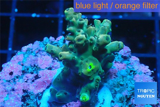 Acropora green Indonesia 2-4 cm WYSIWYG acclimaté