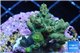 Acropora green Indonesia 2-4 cm WYSIWYG acclimaté